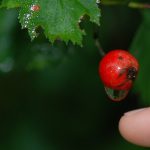 Zapobieganie chorobom żurawiny – jak leczyć chorą roślinę żurawinową?